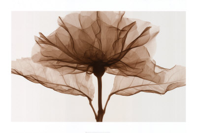 A Rose Print A Rose Print
