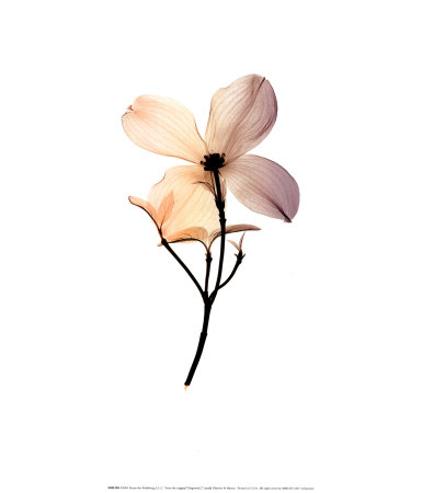Dogwood II Print Dogwood II Print