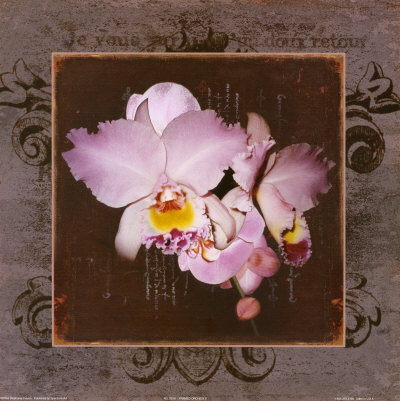 Framed Orchids II Print Framed Orchids II Print