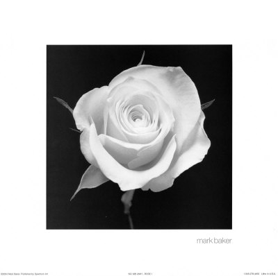 Rose I Print Rose I Print