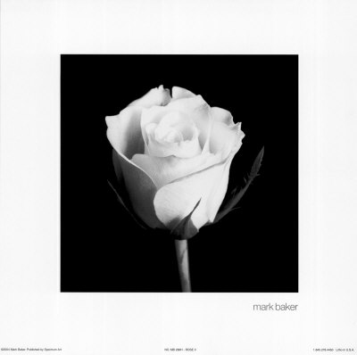 Rose II Print Rose II Print