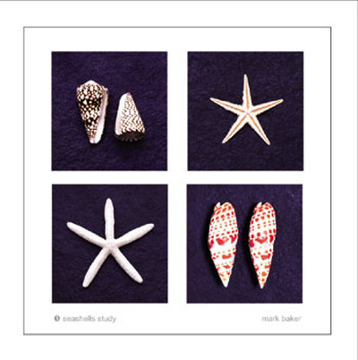 Seashells Study Print Seashells Study Print