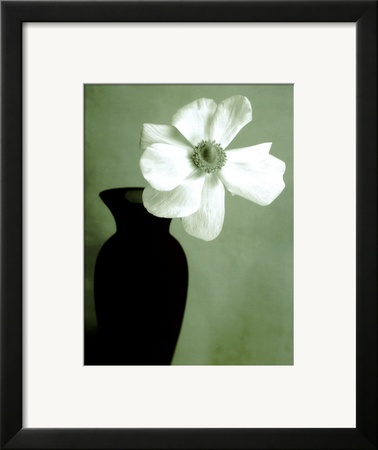 Single Anemone Framed Print Single Anemone Framed Print