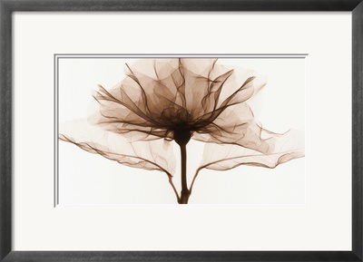 Rose Framed Print Rose Framed Print