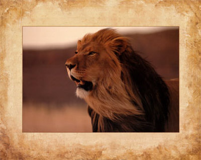 Lion Print Lion Print