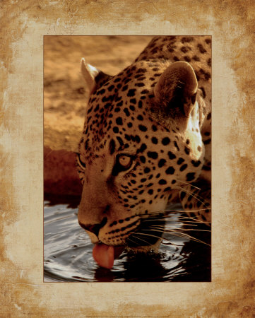 Leopard Print Leopard Print