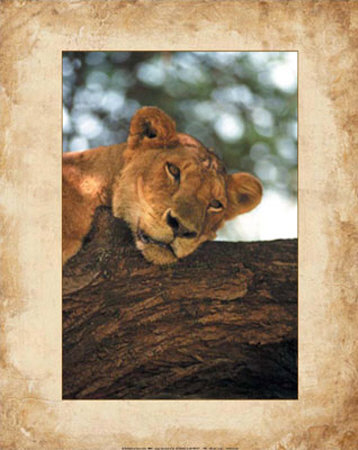 Lioness Print Lioness Print