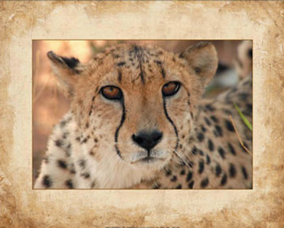 free cheetah eye makeup vector art