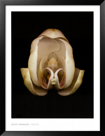 Orchid Framed Print Orchid Framed Print