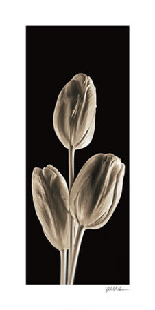 Tulips Print Tulips Print