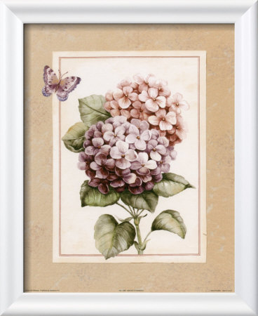 Mauve Hydrangea Framed Print Mauve Hydrangea Framed Print