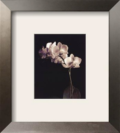 Orchid Study IV Framed Print Orchid Study IV Framed Print