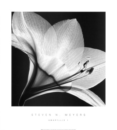 Amaryllis I Print Amaryllis I Print