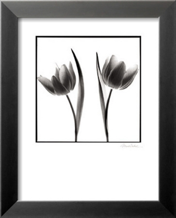 Tulip Shades II Framed Print Tulip Shades II Framed Print