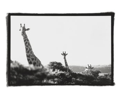 Long Necks I Print Long Necks I Print