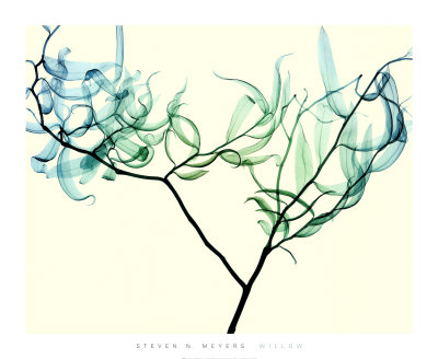 Willow Print Willow Print