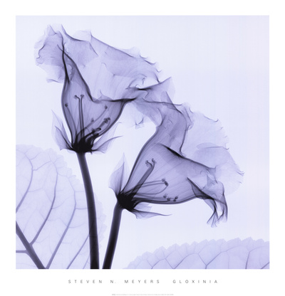 Gloxina Print Gloxina Print