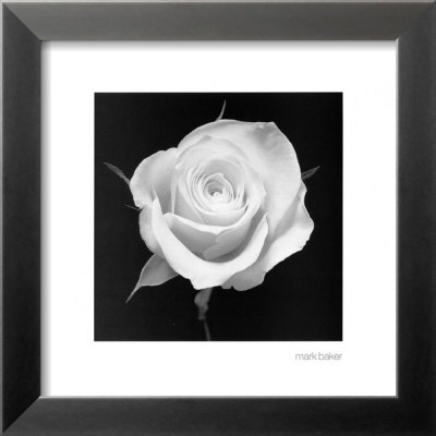 Rose I Framed Print Rose I Framed Print