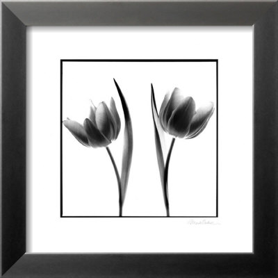 Tulip Shades II Framed Print Tulip Shades II Framed Print