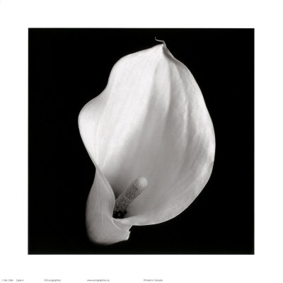 Calla IV Print Calla IV Print