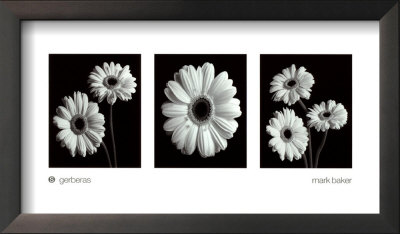 Gerberas Framed Print Gerberas Framed Print