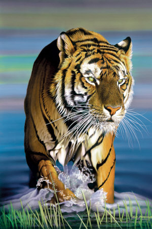 Tiger in Water Print Tiger in Water Print