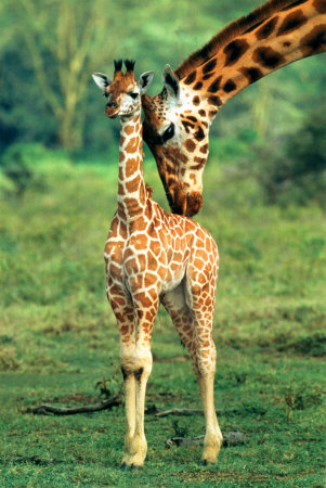 Giraffe and Baby Poster Giraffe and Baby Poster