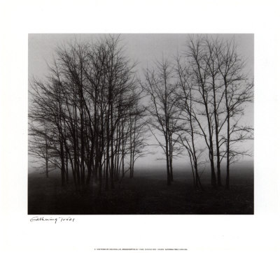 Gathering Trees Print Gathering Trees Print