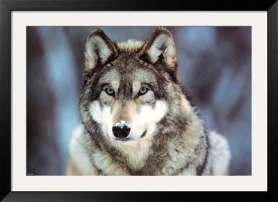 WWF - Grey Wolf Framed Poster WWF - Grey Wolf Framed Poster