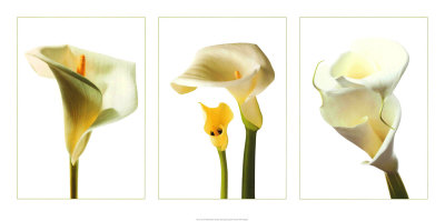 Calla Lilies Print Calla Lilies Print