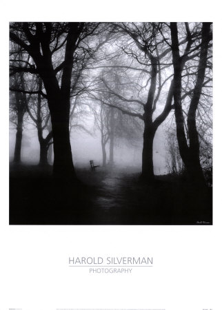 Wooded Bench Print Wooded Bench Print