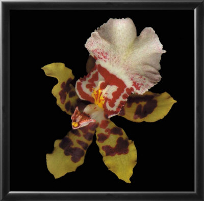 Tiger Orchid Framed Print Tiger Orchid Framed Print