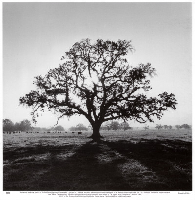 Oak Tree, Sunrise Print Oak Tree, Sunrise Print