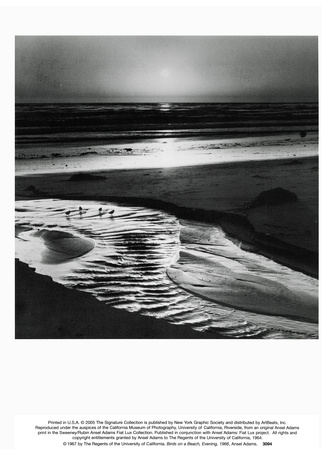 Birds on a Beach Print Birds on a Beach Print
