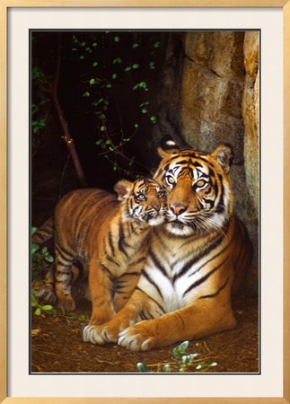 Tiger with Cub Framed Poster Tiger with Cub Framed Poster