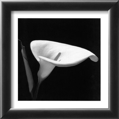 Calla III Framed Print Calla III Framed Print