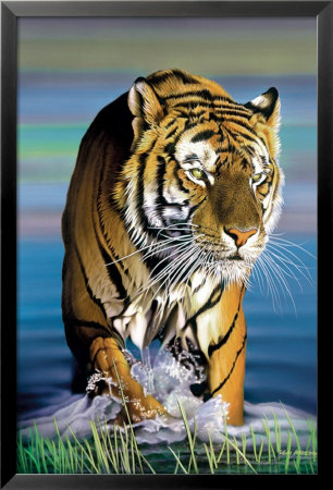 Tiger in Water Framed Print Tiger in Water Framed Print