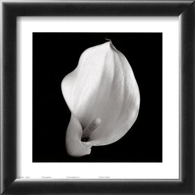 Calla IV Framed Print Calla IV Framed Print