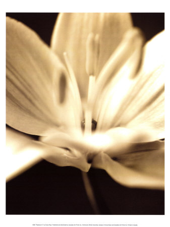Radiance III Print Radiance III Print