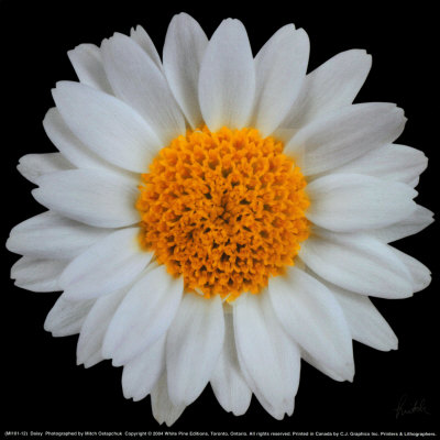 Daisy Print Daisy Print