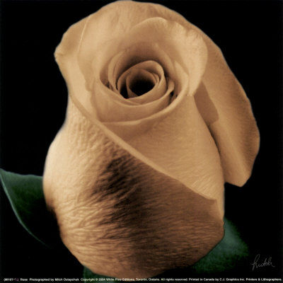 Rose Print Rose Print