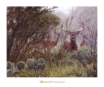 Lone Star Whitetail Print Lone Star Whitetail Print