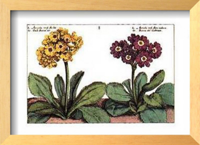 Auriculae Framed Print Auriculae Framed Print