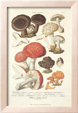 Fungi III Framed Print Fungi III Framed Print