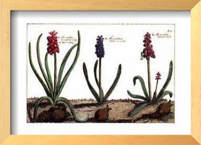 Hyacinth Framed Print Hyacinth Framed Print