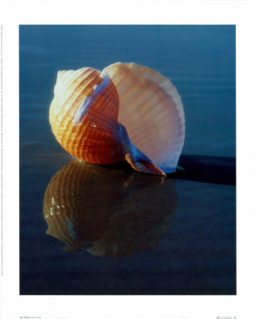 Tun Shell Print Tun Shell Print