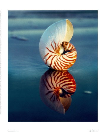Tiger Nautilus Print Tiger Nautilus Print