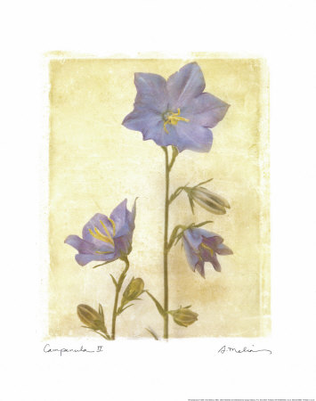 Campanula II Print Campanula II Print