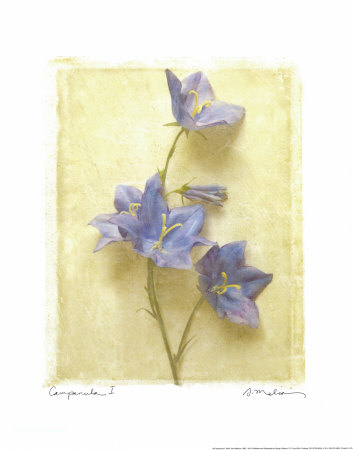 Campanula I Print Campanula I Print