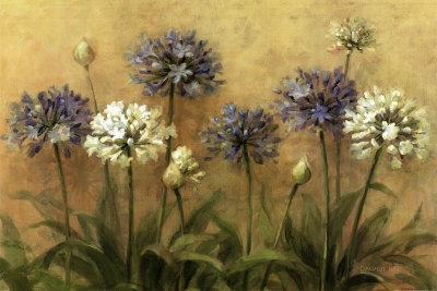 Agapanthus Print Agapanthus Print